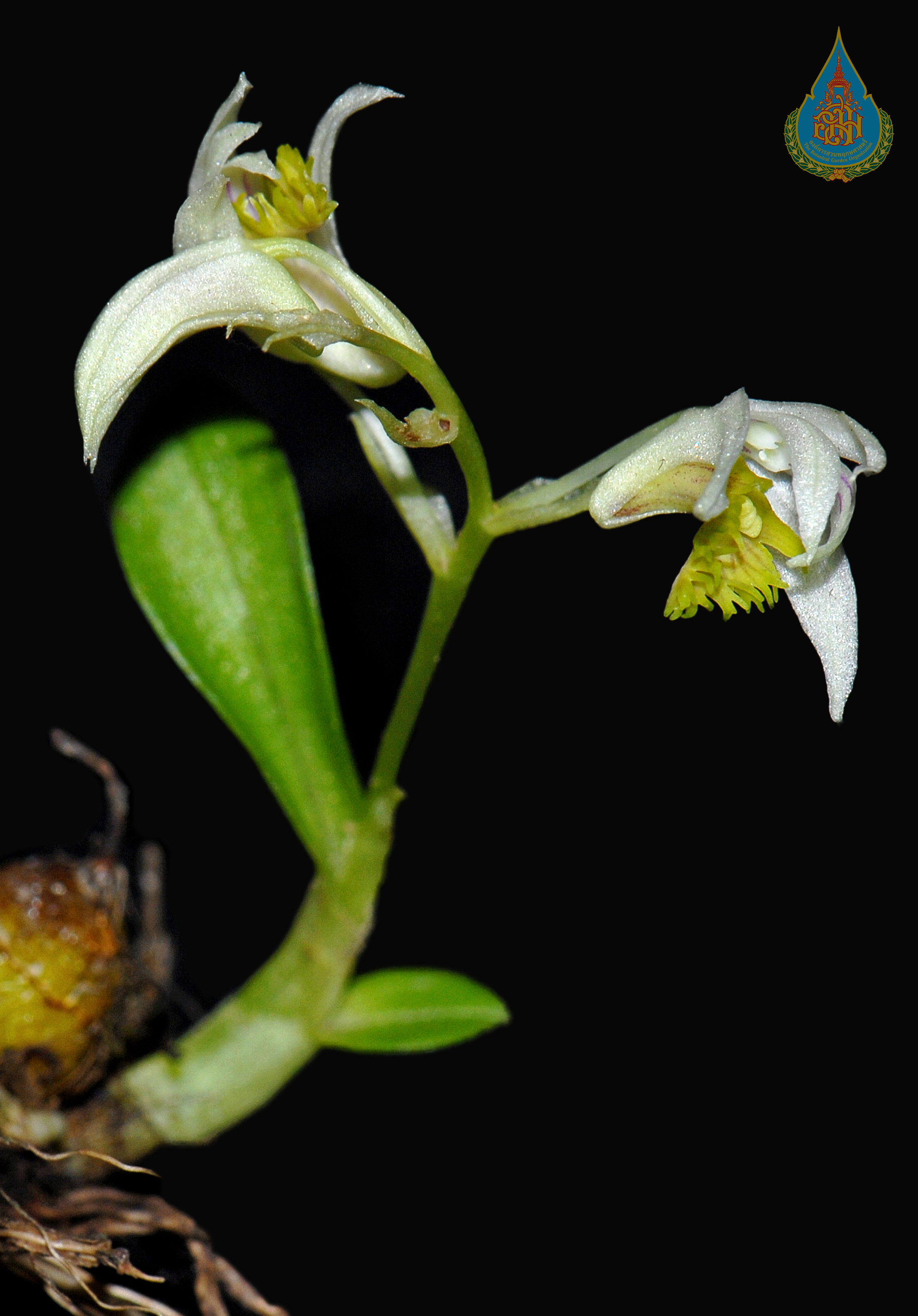 หวายการ์เร็ต Dendrobium garrettii Seidenf.<br/>ORCHIDACEAE